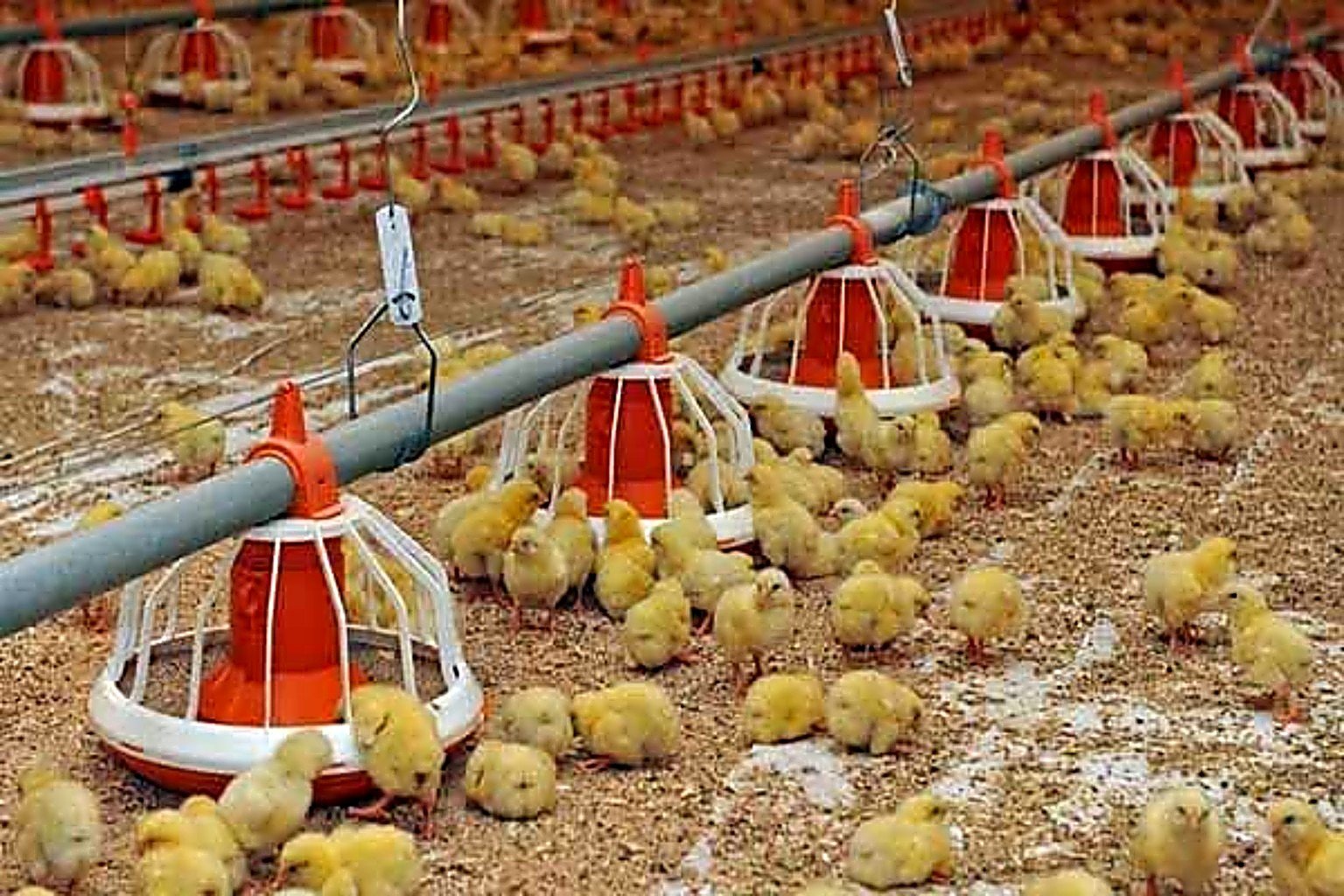 Affordable EC broiler farm chicks with feeding line