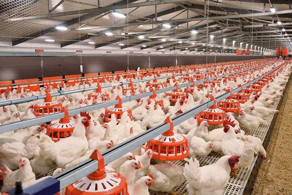 Broiler farm feeding accessories
