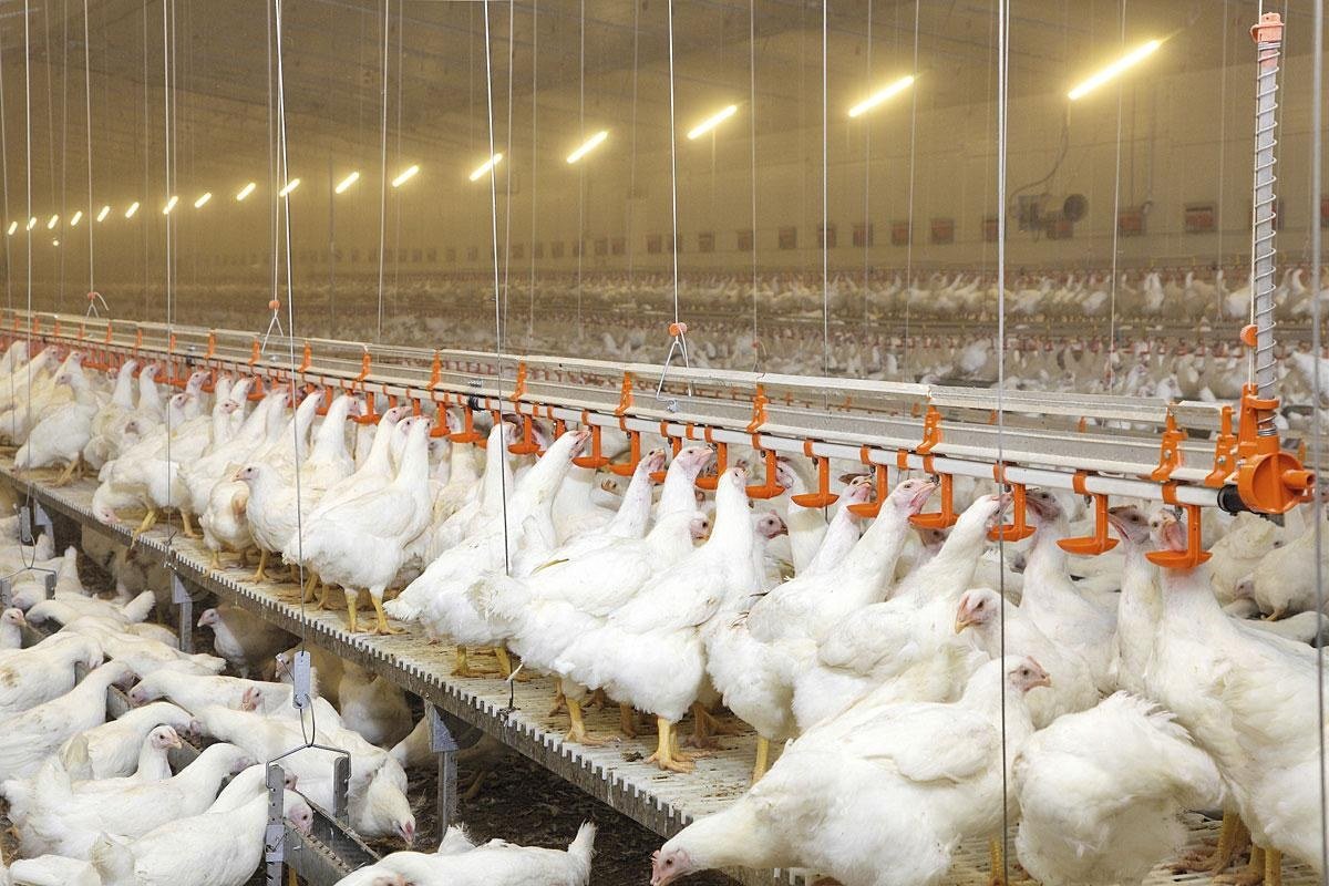 Nipple drinking system inside poultry house